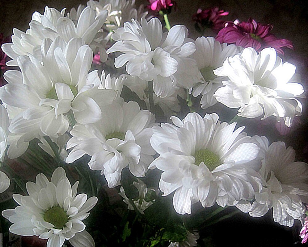 Хризантемы - Елена Семигина Хризантемы - Елена Семигина