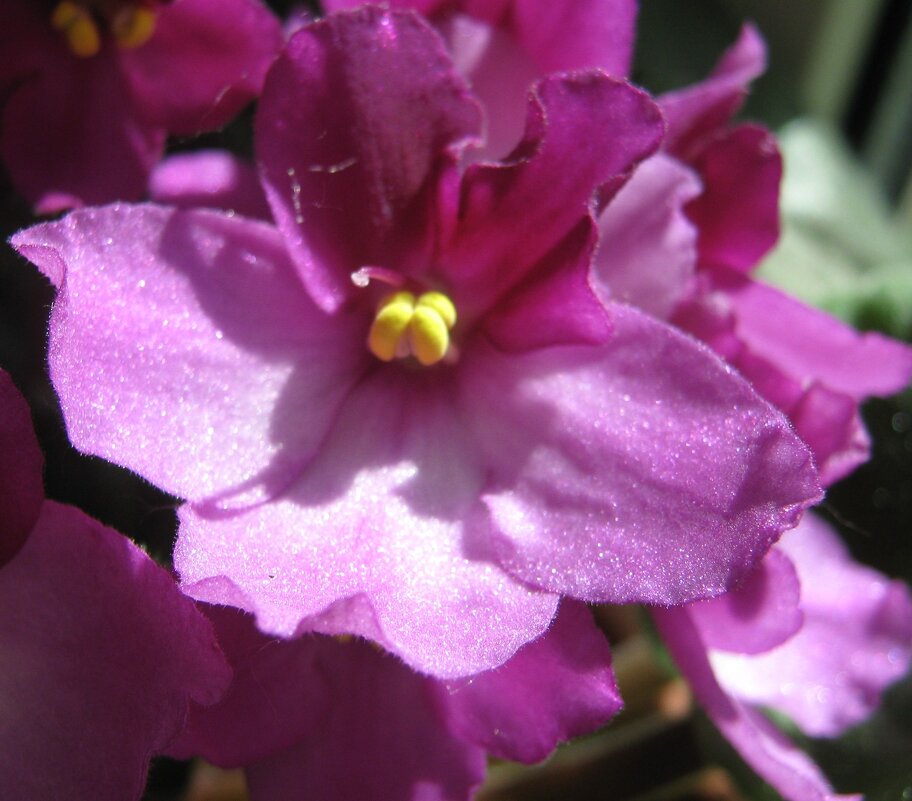 Фиалка - Елена Семигина Фиалка - Елена Семигина