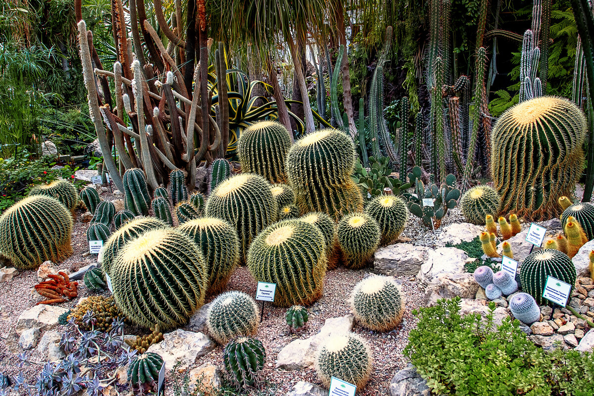 Крым. Парк "Монтедор", кактусовая аллея - But684 