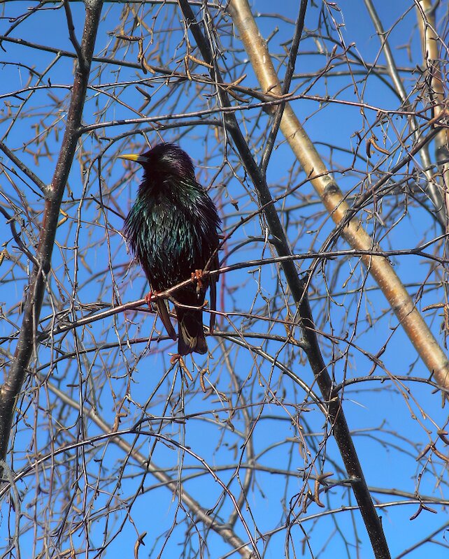 Песня Весны - Andy 