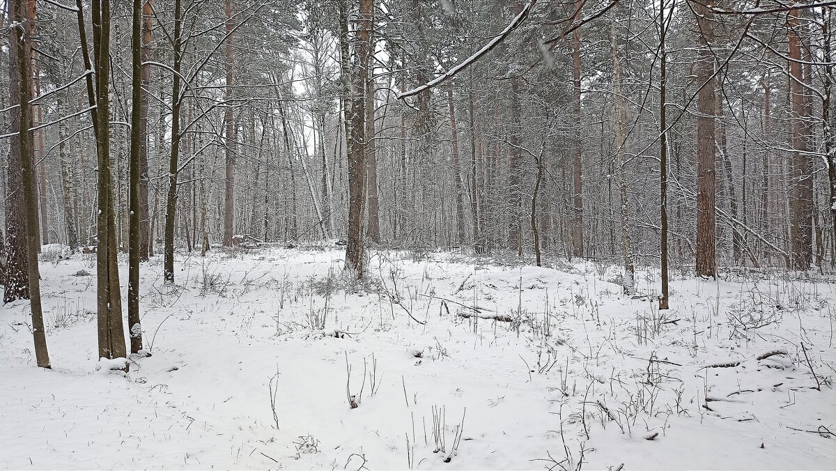 Снегопад в лесу - Татьяна Тюменка Снегопад в лесу - Татьяна Тюменка