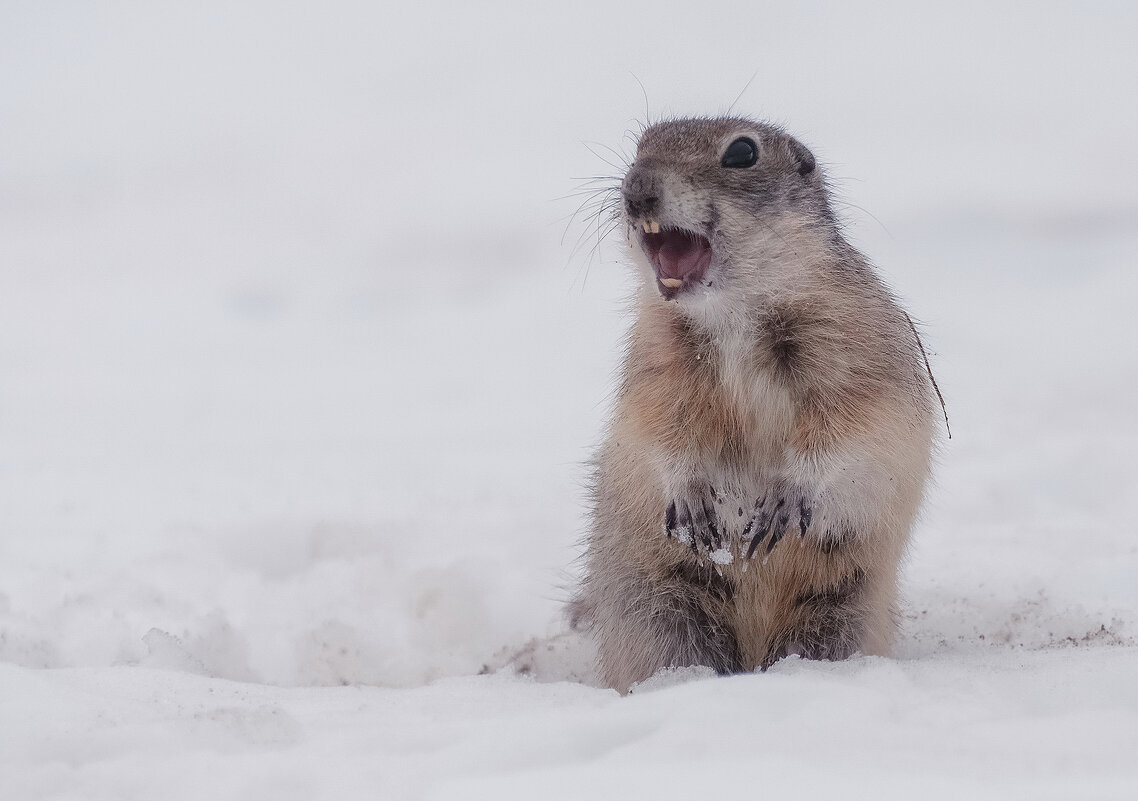 Суслики проснулись - Марина Фомина.
