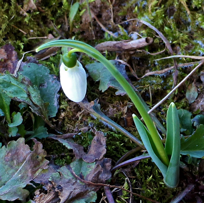 Мартовский фонарик - Светлана 