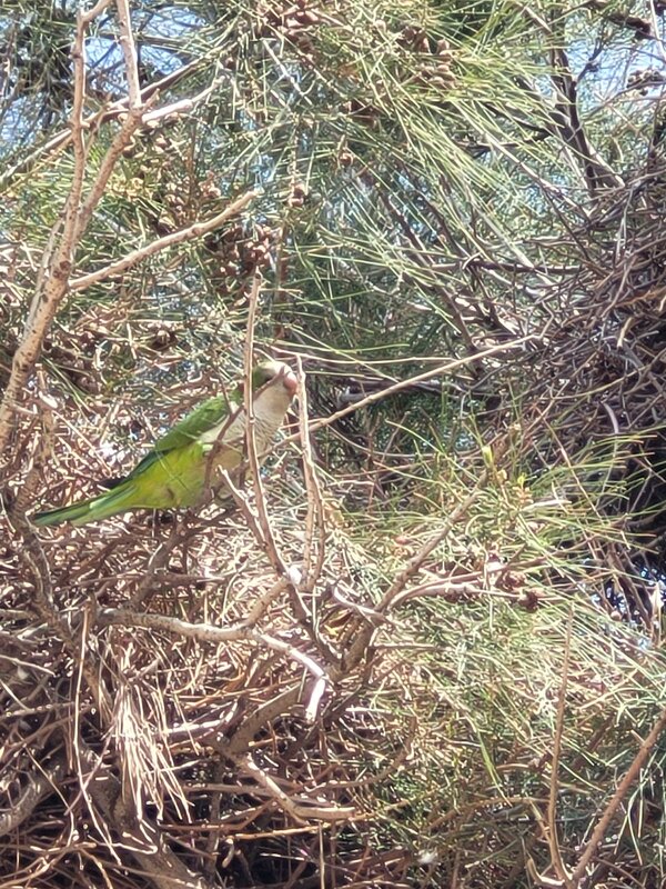Спрятался..... - Светлана Хращевская