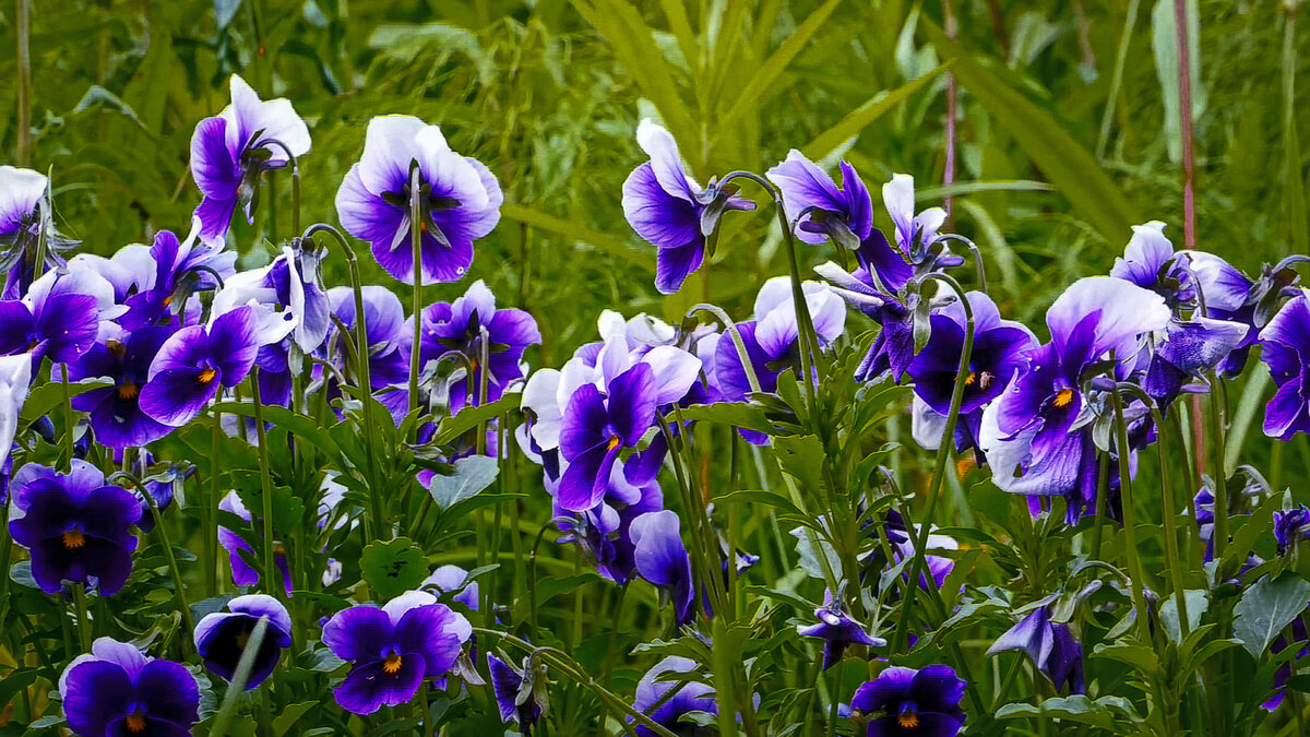 Фиалка трёхцветная - Aleksey Afonin Фиалка трёхцветная - Aleksey Afonin