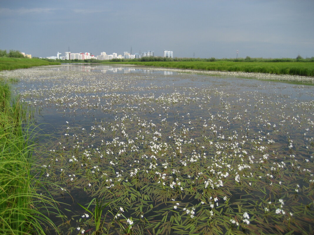 Стрелолист на озере - Anna Ivanova Стрелолист на озере - Anna Ivanova