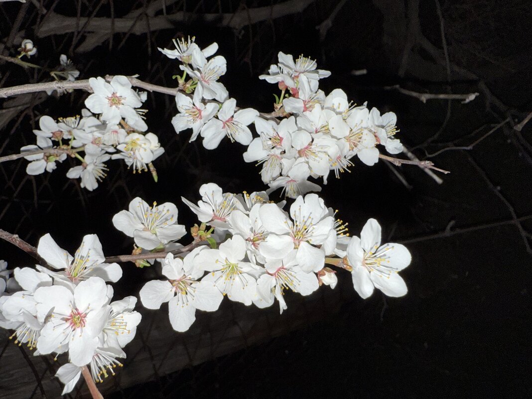 Алыча - Валентина . Алыча - Валентина .