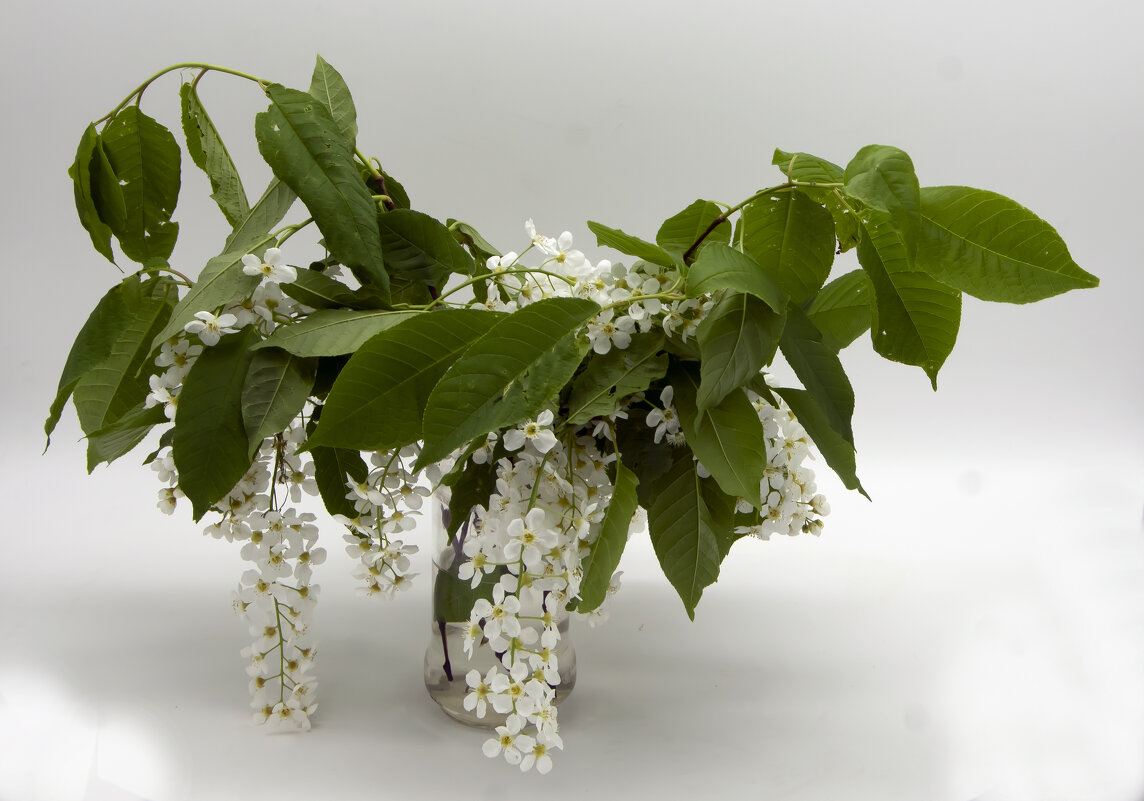 \\белый букет - Яков Реймер \\белый букет - Яков Реймер