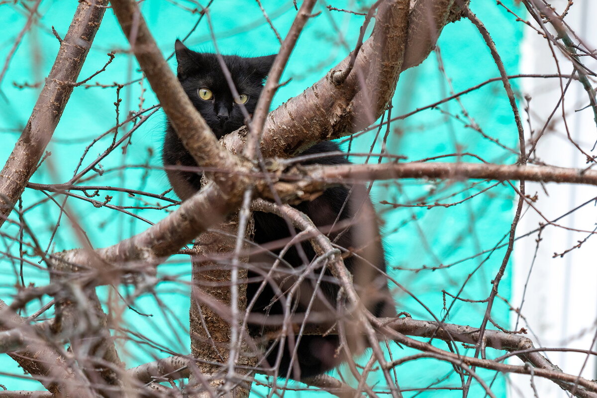Кот верхолаз. - Анатолий. Chesnavik.