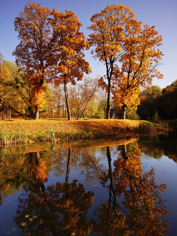 Клёны осенью. - Иван Реут Клёны осенью. - Иван Реут