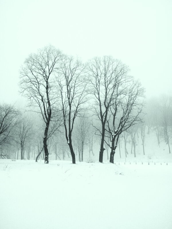 Клёны зимой. - Иван Реут