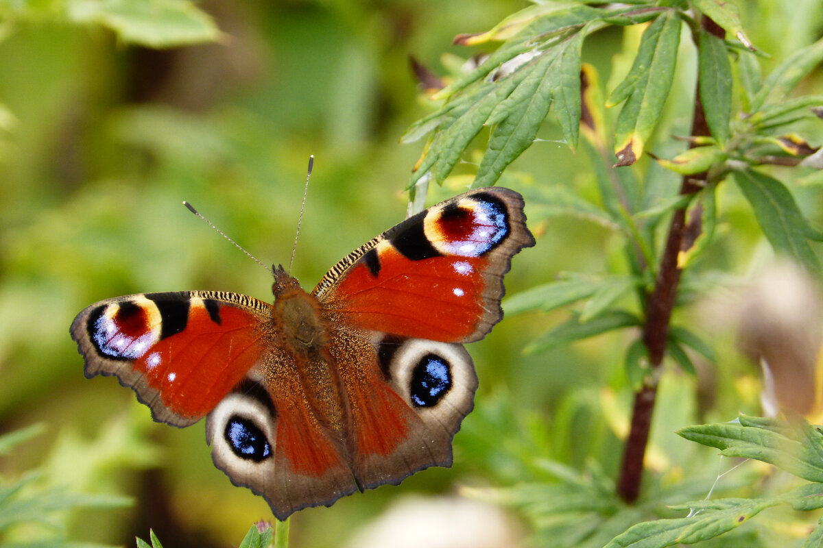 опять про бабочек 472 - Александр Прокудин