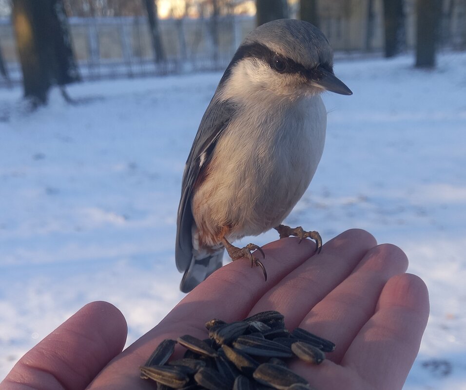 Поползни - Сапсан 