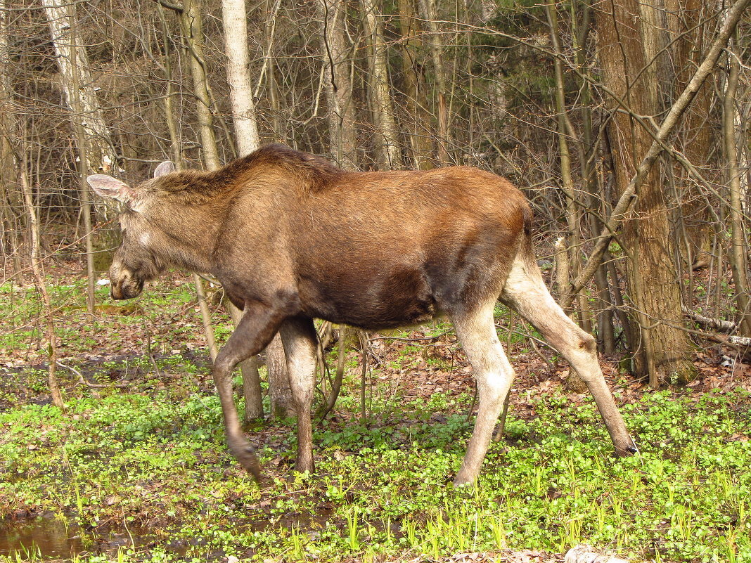 О братьях наших меньших - Андрей Лукьянов