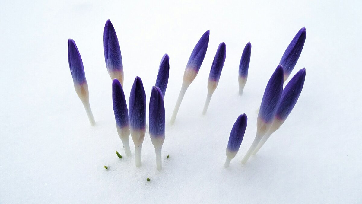 Крокусы из - под снега. - Милешкин Владимир Алексеевич Крокусы из - под снега. - Милешкин Владимир Алексеевич