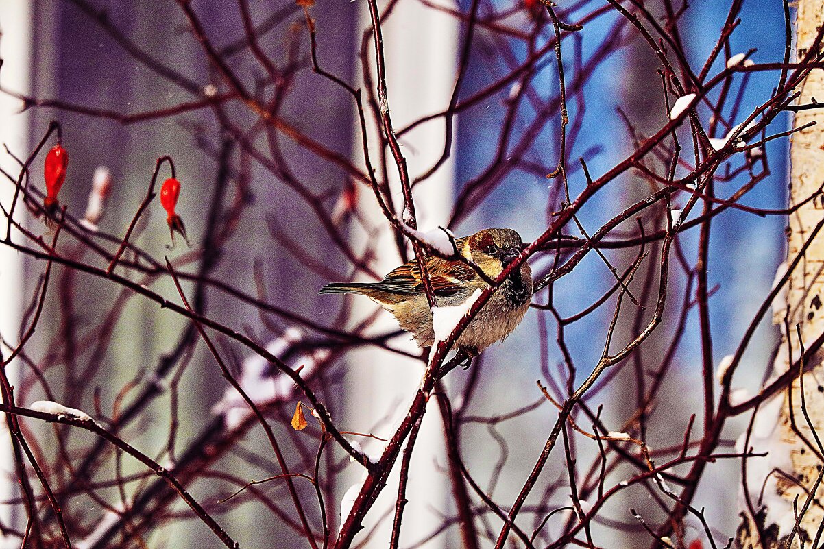 Спрятался воробышек в кустах! - Владимир 