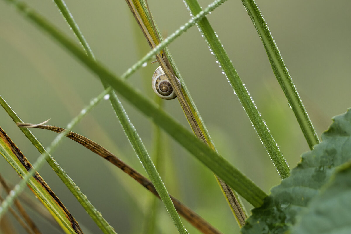 В тумане... - Alexander Amromin В тумане... - Alexander Amromin