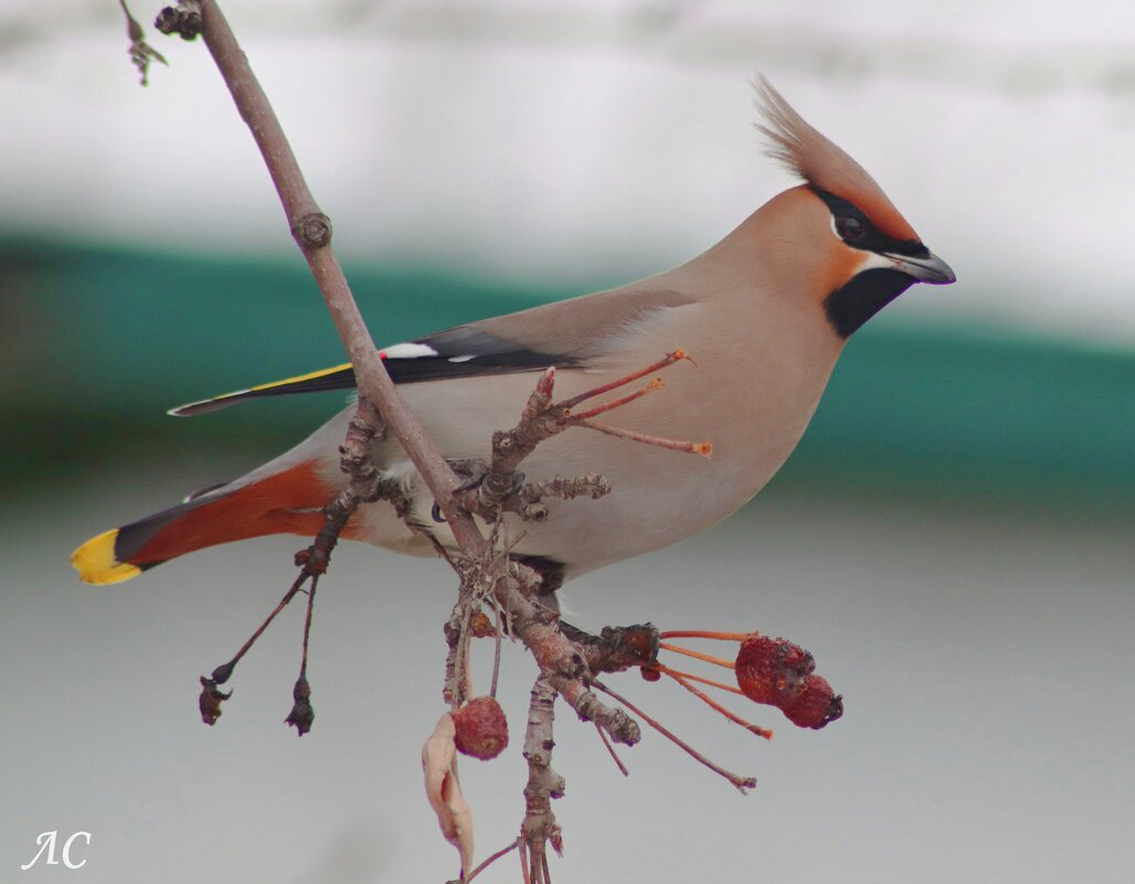 Свиристель - Любовь Сахарова Свиристель - Любовь Сахарова