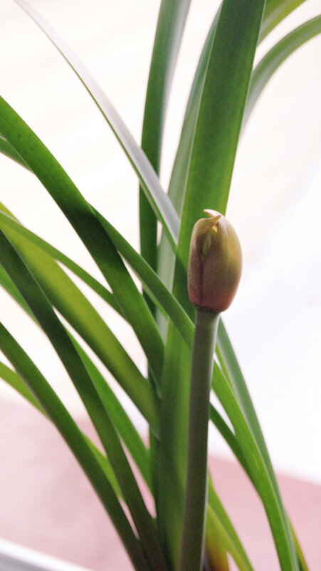 Зарождение цветка. - сергей ермошкин Зарождение цветка. - сергей ермошкин