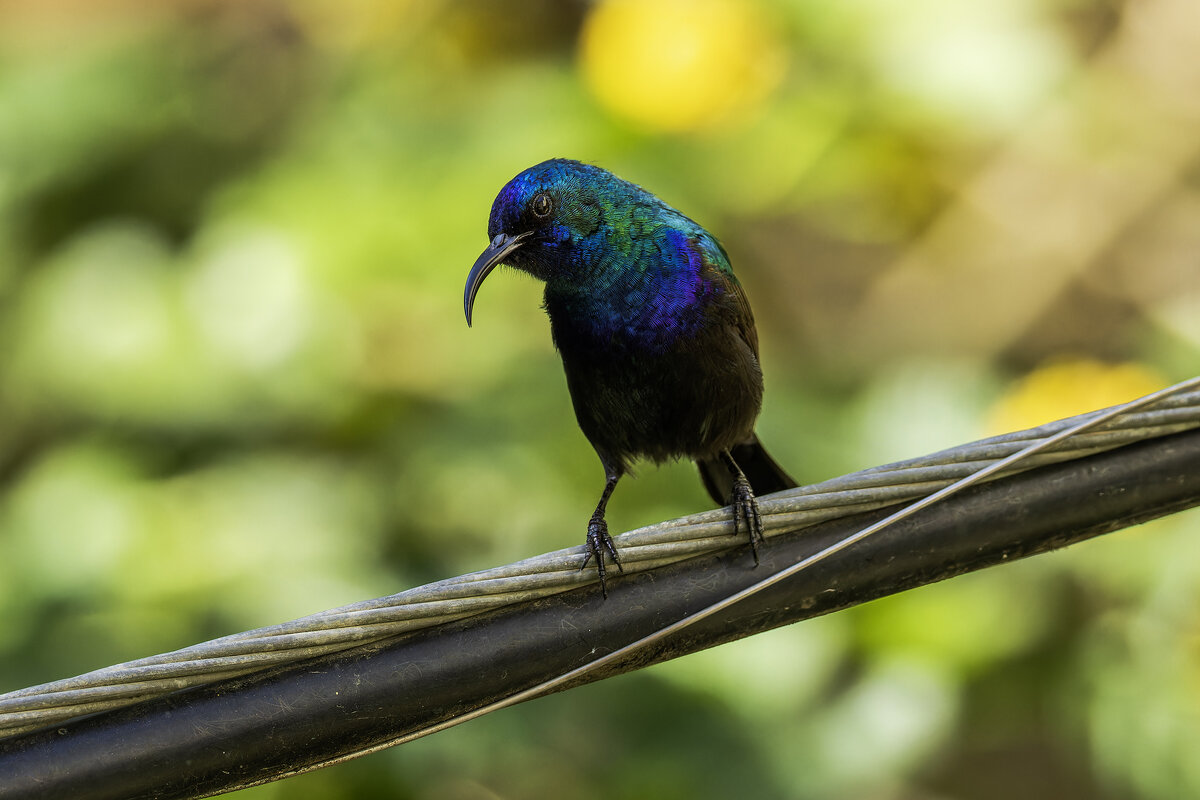 Палестинская нектарница. - Alexander Amromin Палестинская нектарница. - Alexander Amromin