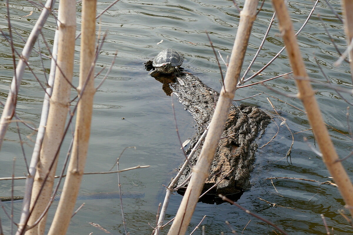 Водные процедуры - Сеня Белгородский