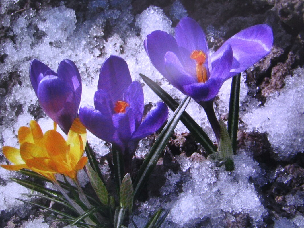 Засыпало красоту - Людмила Смородинская