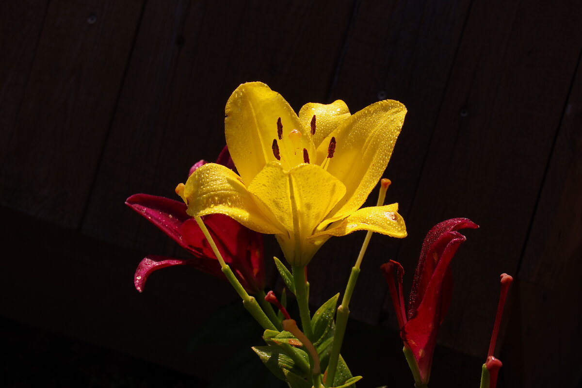 Лилия - Сергей Швечков