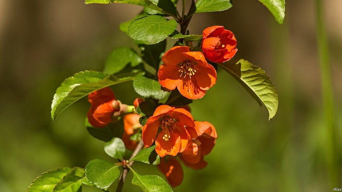 3758 - Alex . 3758 - Alex .