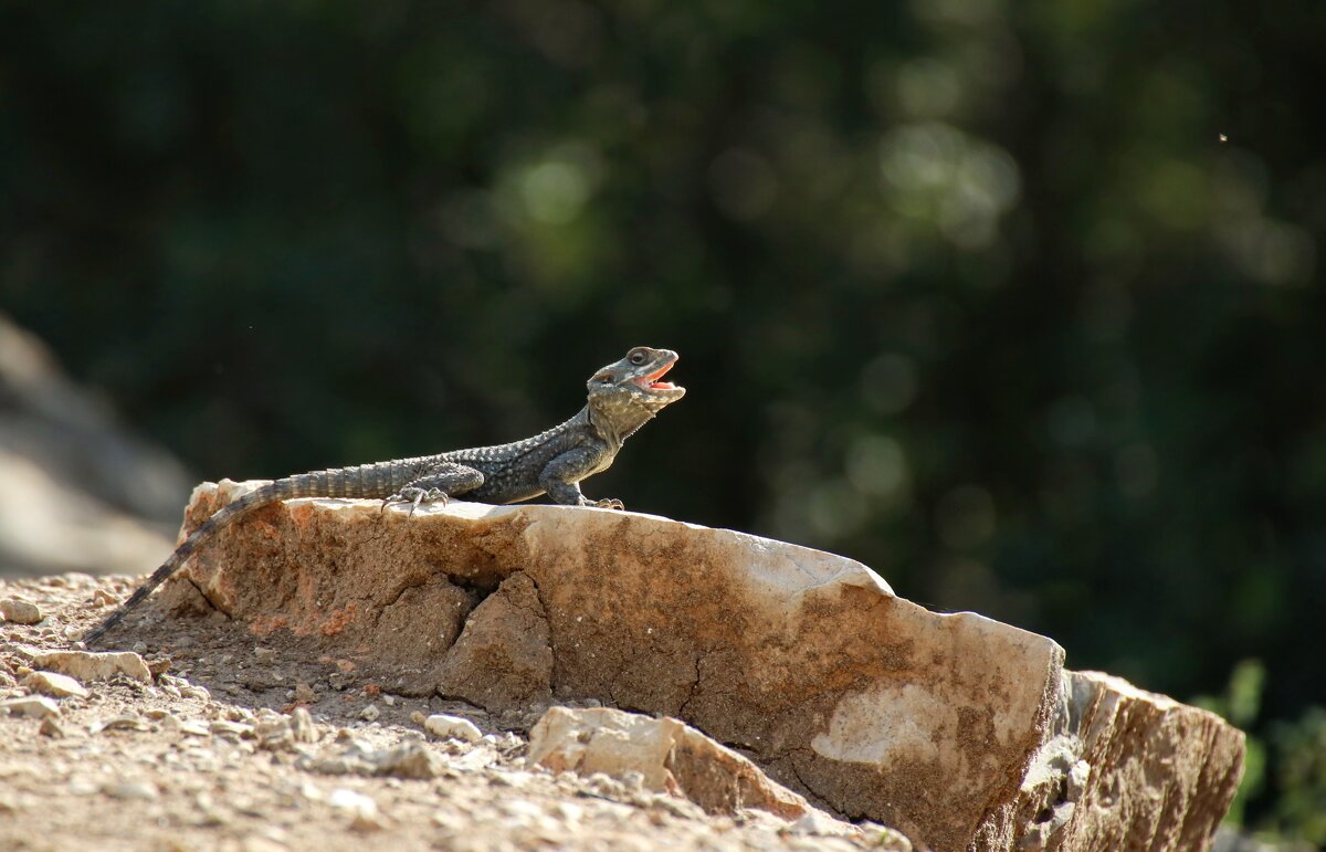 Агама - Ефим Журбин Агама - Ефим Журбин