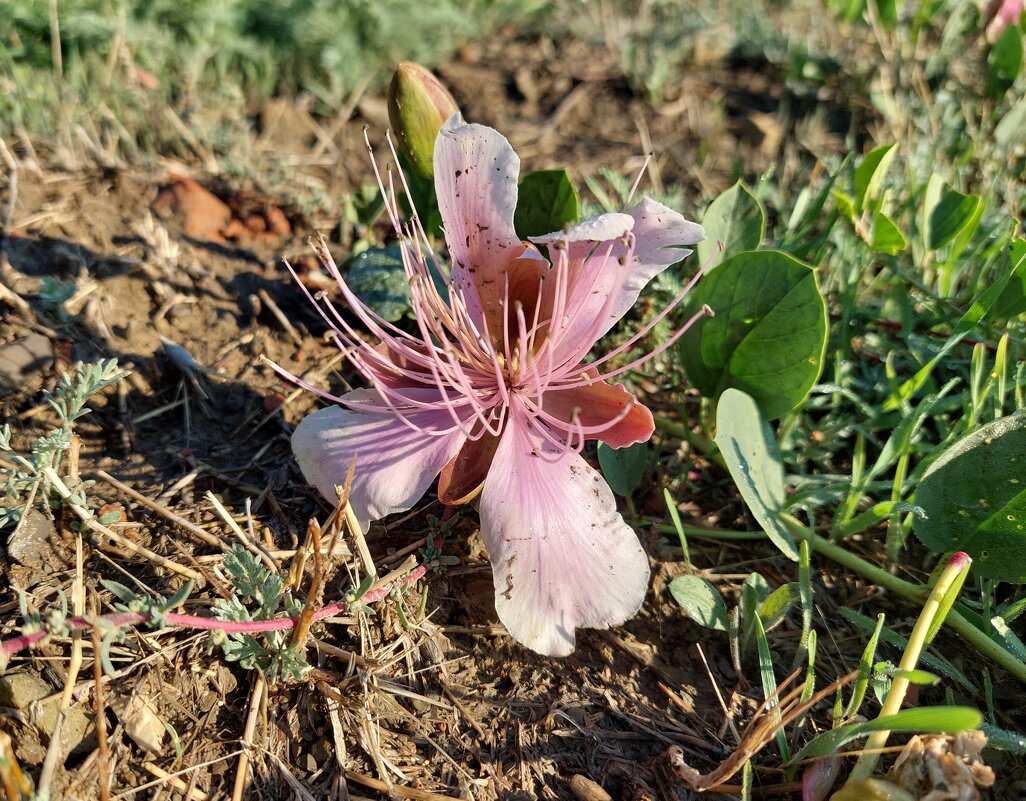 Каперсы цветут - ИРЭН@ . Каперсы цветут - ИРЭН@ .