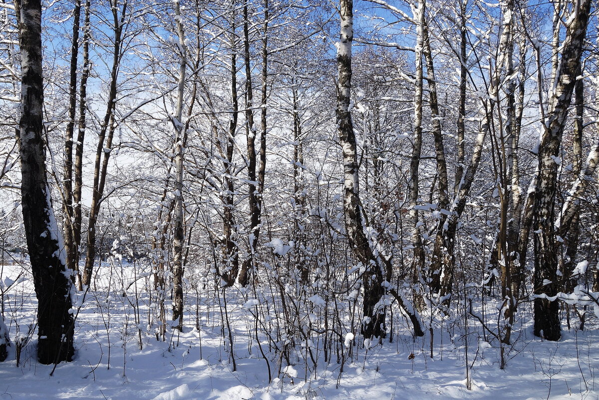 Зимушка-зима - Рита Симонова Зимушка-зима - Рита Симонова