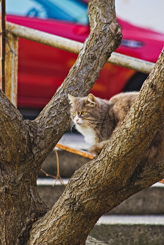 Котэ - Giant Tao /