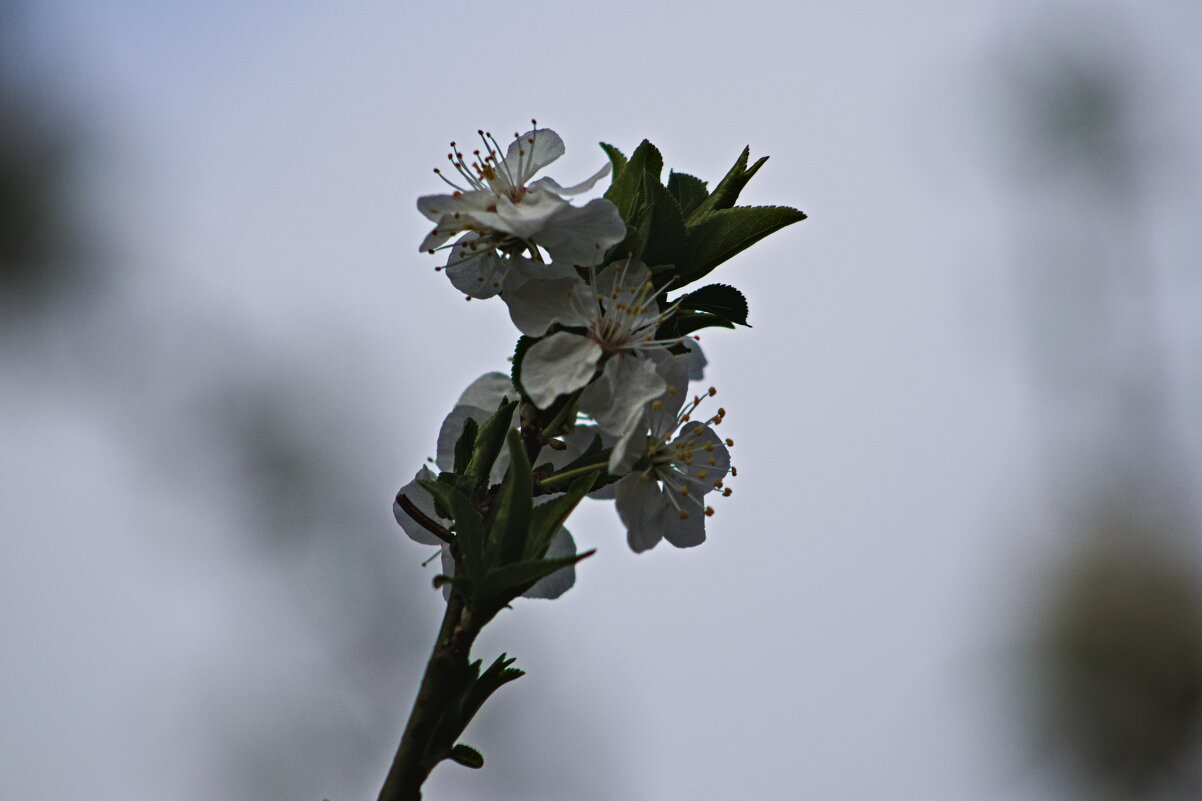 Ветка - Giant Tao / Ветка - Giant Tao /