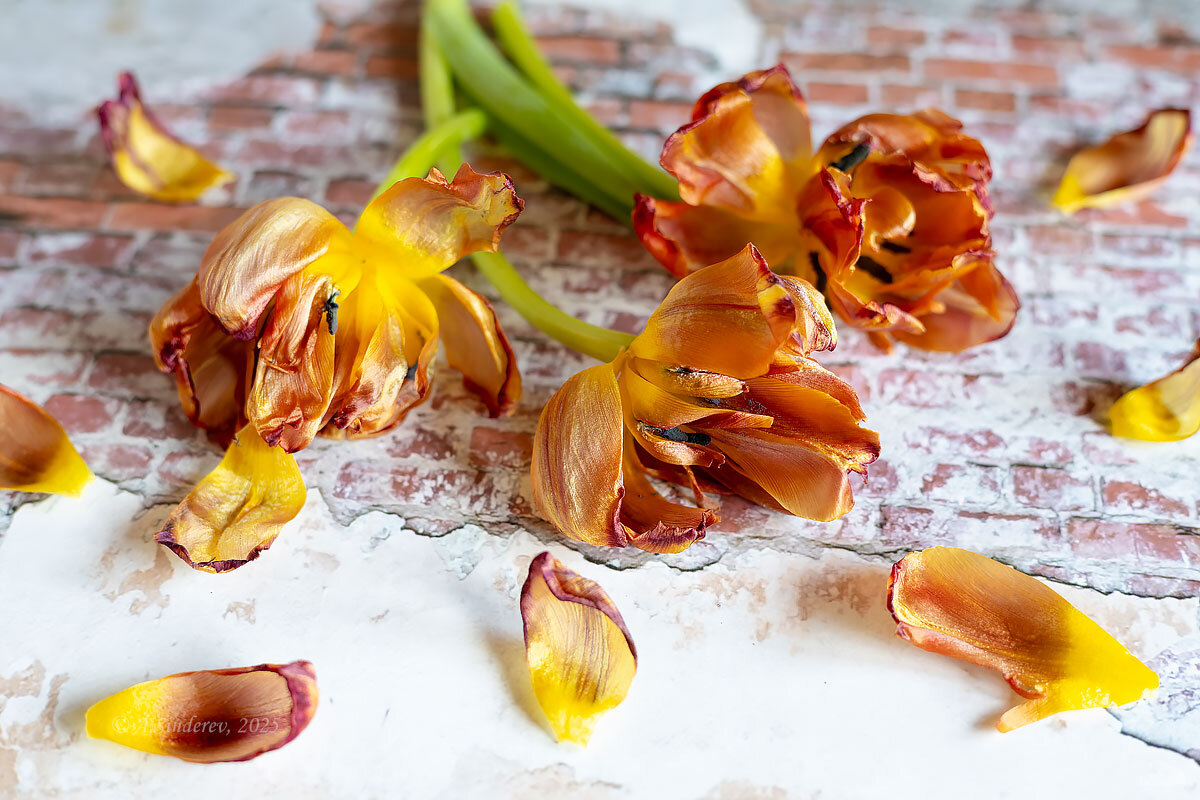 Увядшие тюльпаны - Александр Синдерёв