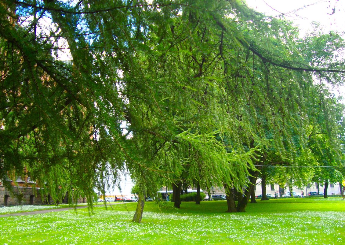 деревья. - марта Камушкина