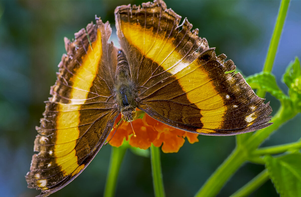 Yoma sabina - Aleksey Afonin Yoma sabina - Aleksey Afonin