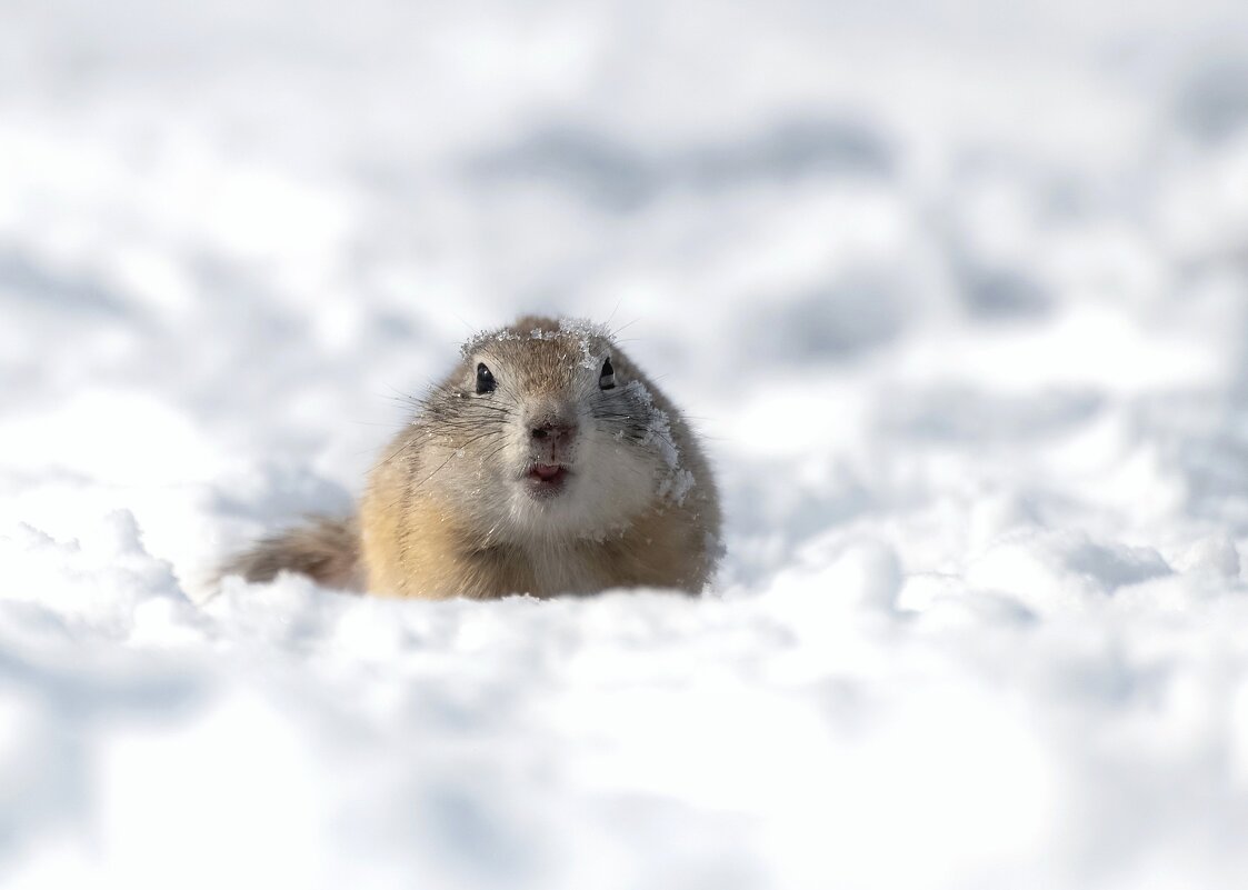 Снежный суслик - Марина Фомина.