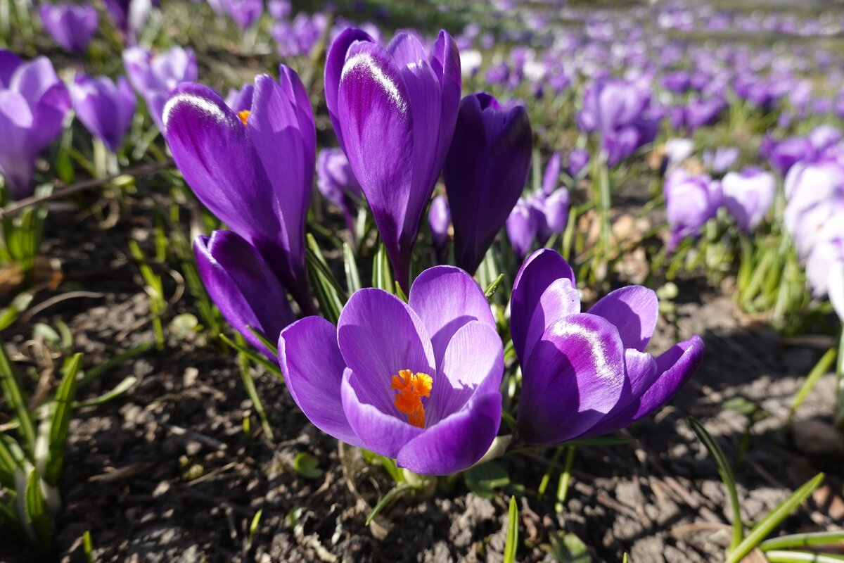 Как жаль… Нельзя сложить в конверт Изящество весны,...Медалин Мюррей - Галина Как жаль… Нельзя сложить в конверт Изящество весны,...Медалин Мюррей - Галина