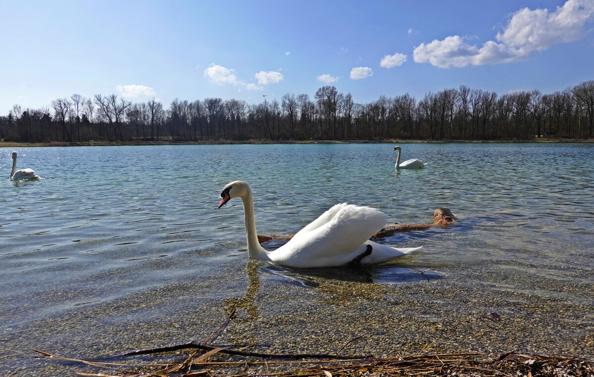 Весна, весна! как воздух чист! Как ясен небосклон! - Галина Весна, весна! как воздух чист! Как ясен небосклон! - Галина