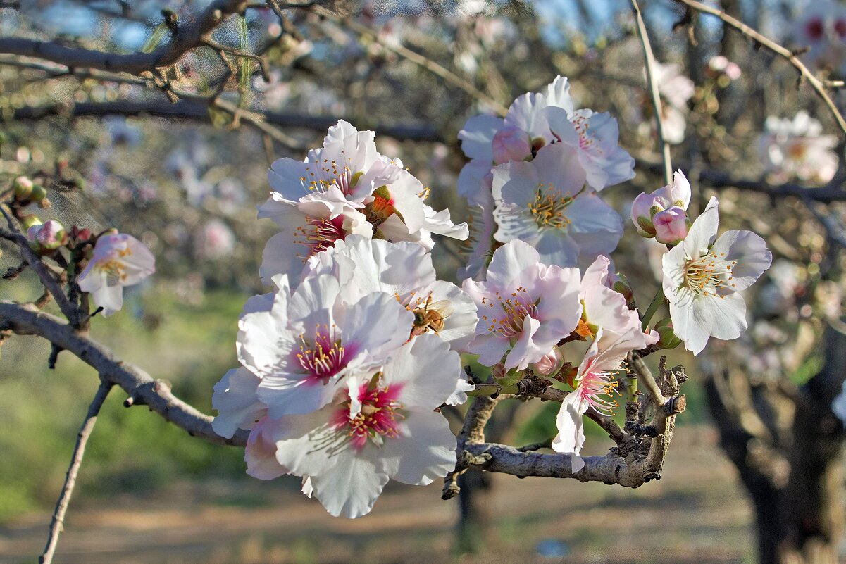 Миндаль зацвел (серия) - Sergey Grim Миндаль зацвел (серия) - Sergey Grim