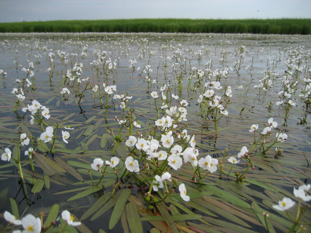 Стрелолист - Anna Ivanova