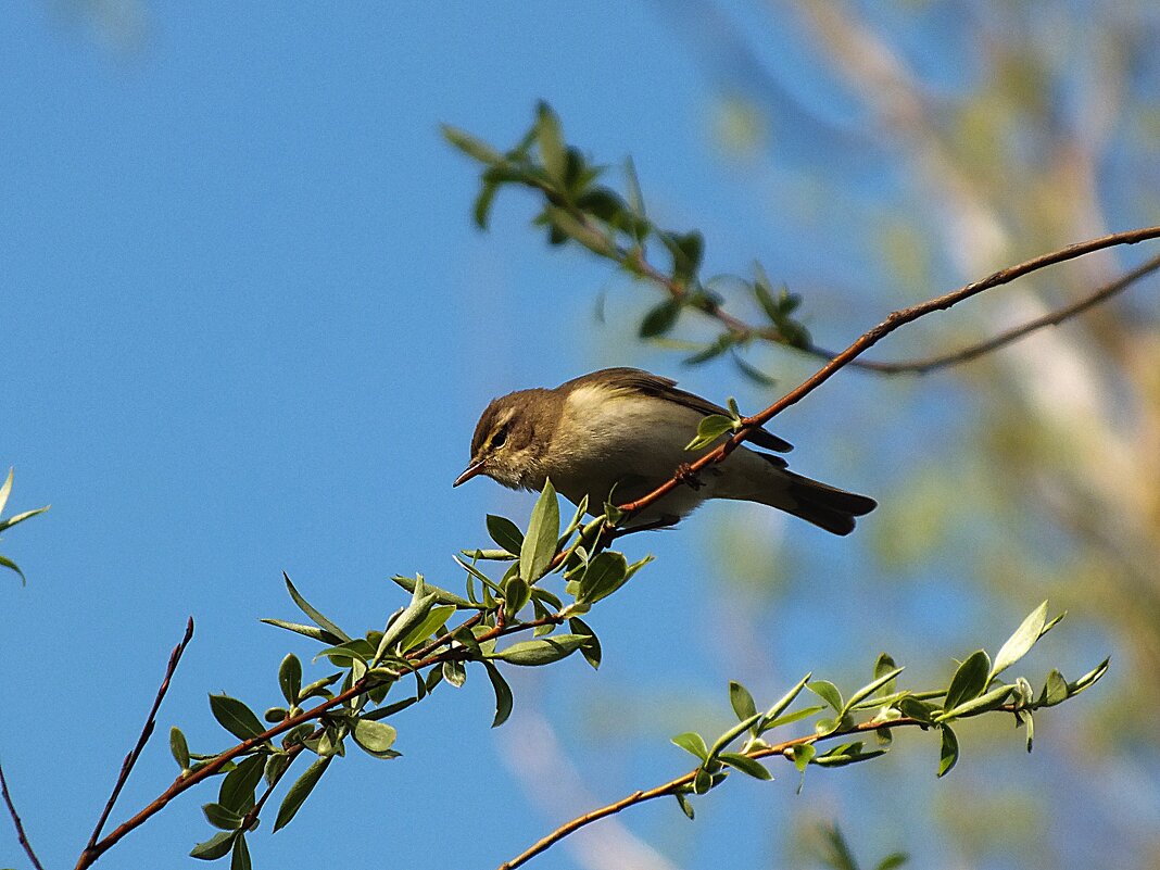 ** - Зоя Мишина