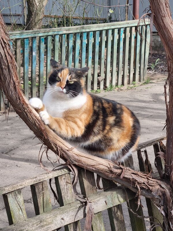 Басина любимая ветка - Наталья Басина любимая ветка - Наталья