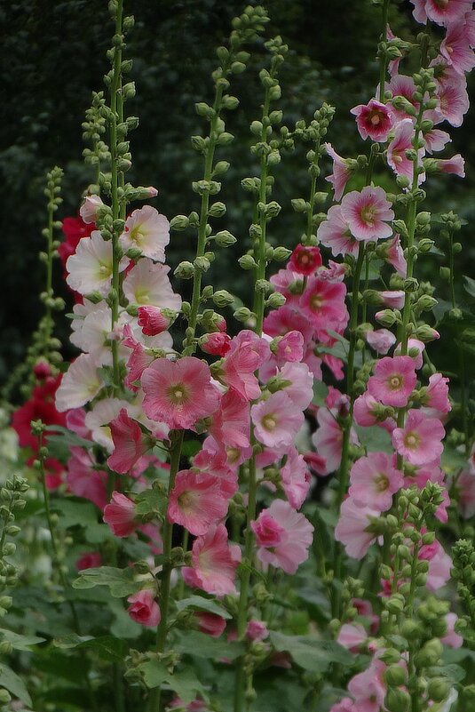 Мальвы - Елена Макарова Мальвы - Елена Макарова