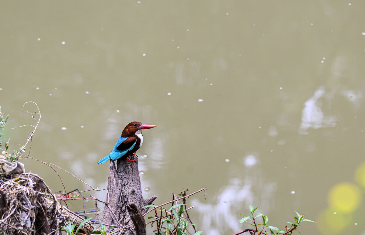 Красноклювая альциона - Осень Красноклювая альциона - Осень