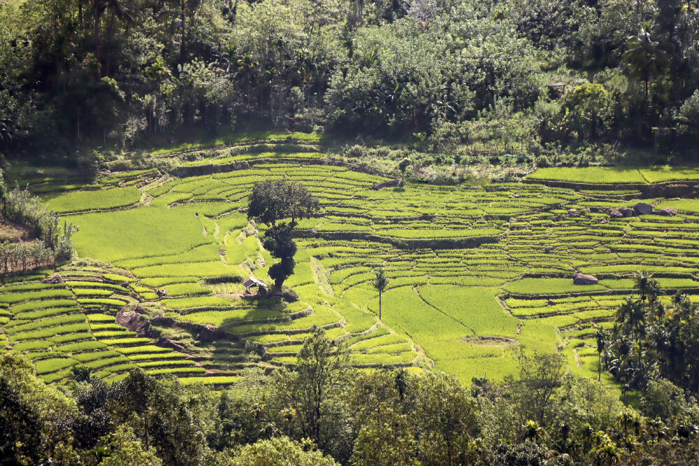 Рисовые плантации - Галина Ильясова Рисовые плантации - Галина Ильясова