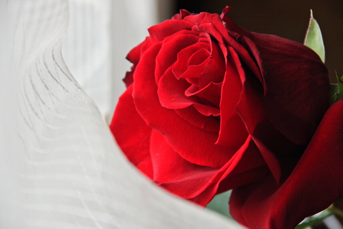 Роза... - Руслан 