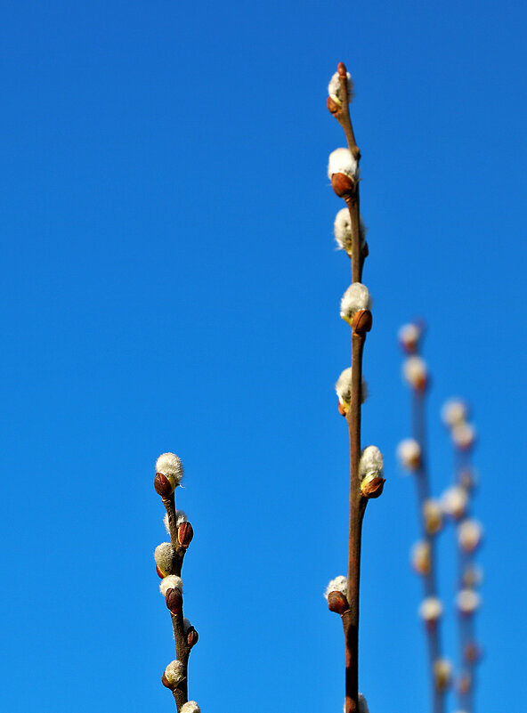 Вот и весна! - Светлана 