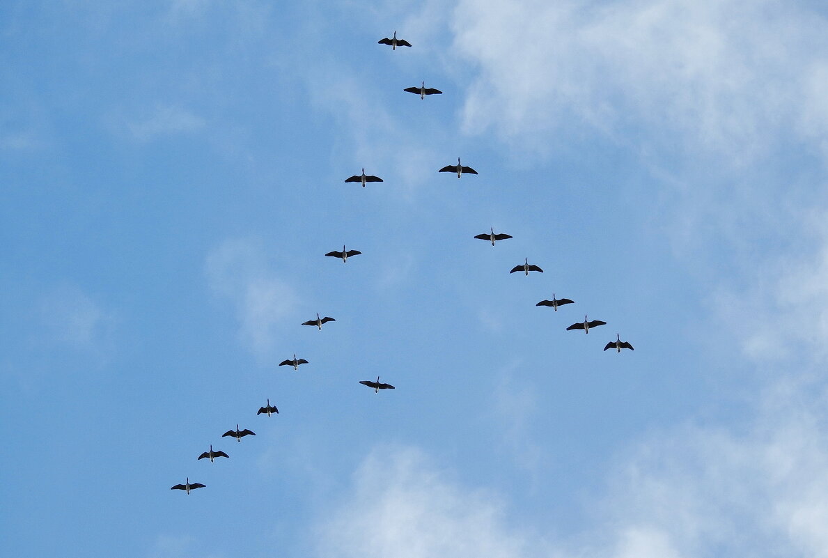 **** - ИННА ПОРОХОВА