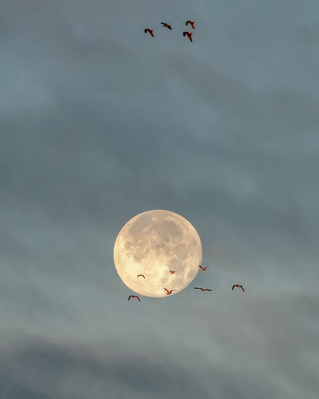 Полнолуние - Владимир Колесников Полнолуние - Владимир Колесников